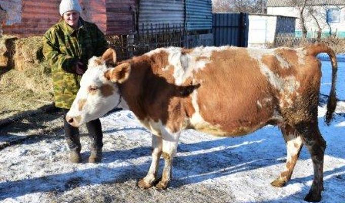 Розвиток тваринництва