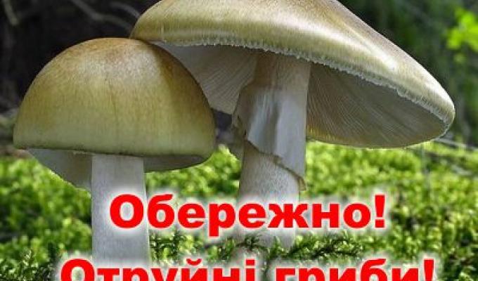 Увага, гриби! Отруєння грибами небезпечне для життя.