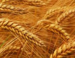 До уваги підприємців – сільгосптоваровиробників Луганщини